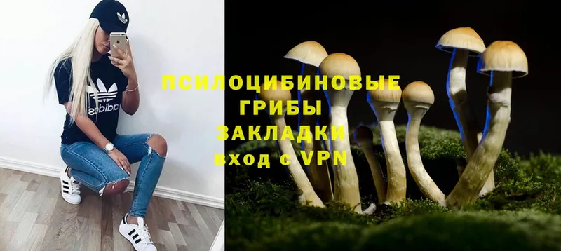 даркнет сайт  Змеиногорск  hydra ССЫЛКА  Псилоцибиновые грибы Psilocybine cubensis 